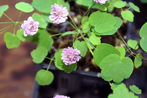 Rue anemone: Location taken: the United States National Arboretum, Washington D.C.. Names: Anemonella thalictroides 'Shoaf' (Linnaeus) Spach, Shoaf's Double Pink Rue Anemone