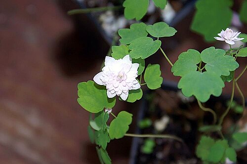Rue anemone: Location taken: the United States National Arboretum, Washington D.C.. Names: Anemonella thalictroides 'Cameo' (Linnaeus) Spach, Rue Anemone, Windflower, Wood A