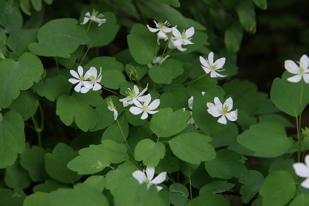 Rue anemone: Location taken: Longwood Gardens, Kennett Square, Pennsylvania.. Names: Thalictrum thalictroides (L.) A. J. Eames & B. Boiv., Anemonella, Crowfoot, pigamon à om