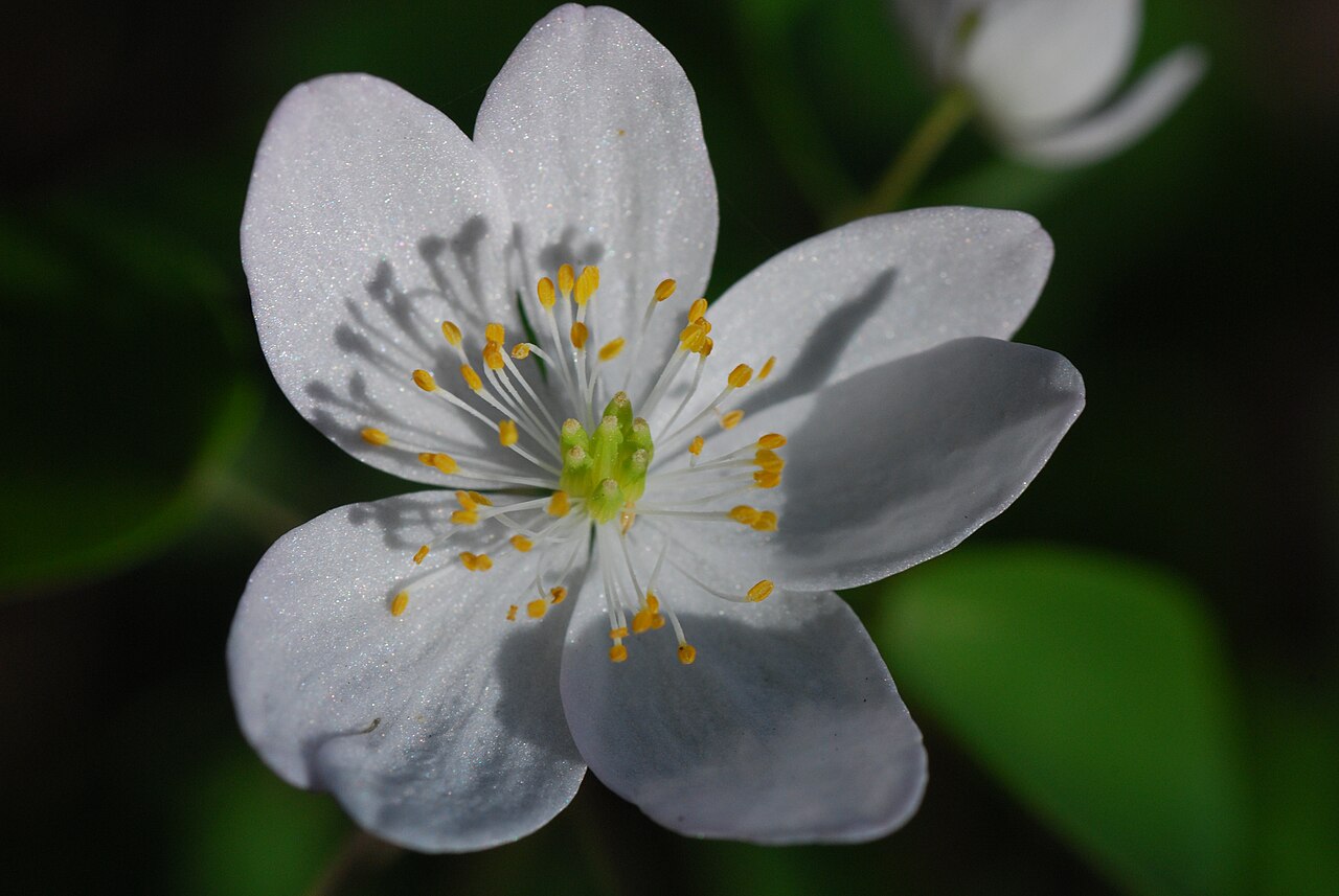 Rue anemone: Rose Lake Wisconsin State Natural Area #538