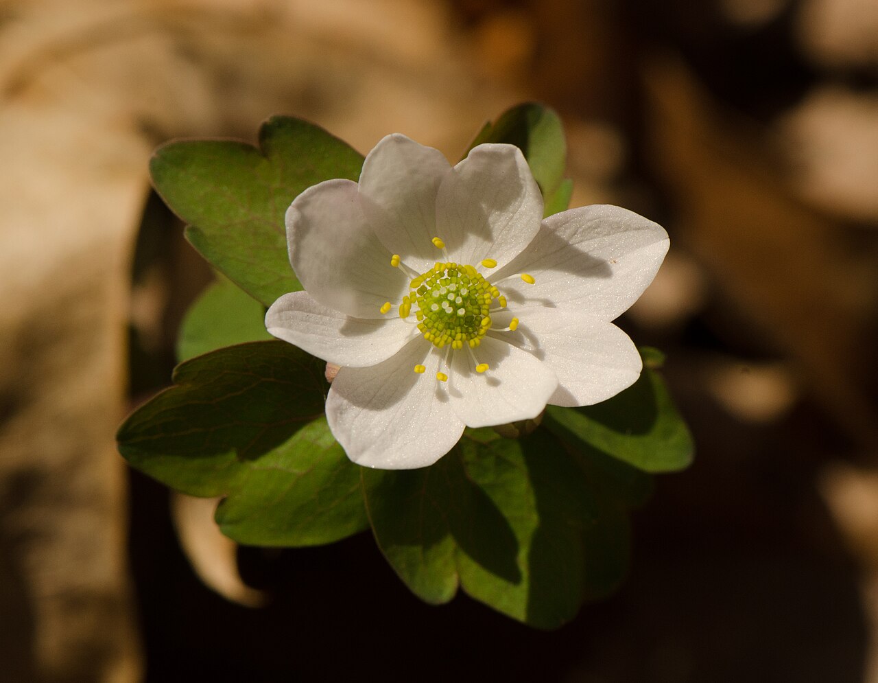 Rue anemone: Durst Rockshelter Wisconsin State Natural Area #44 Sauk County Durst Rockshelter in Sauk County, Wisconsin . This is an image of a place or building that is lis