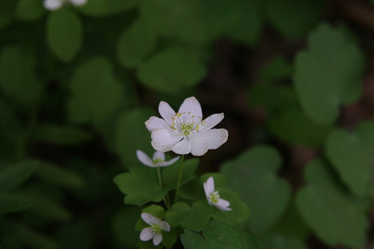 Rue anemone: Location taken: Longwood Gardens, Kennett Square, Pennsylvania.. Names: Thalictrum thalictroides (L.) A. J. Eames & B. Boiv., Anemonella, Crowfoot, pigamon à om