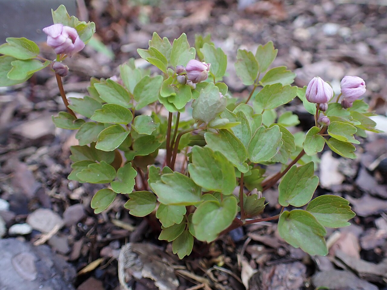Rue anemone: Anemonella thalictroides in arboretum in Wojsławice, SW Poland
