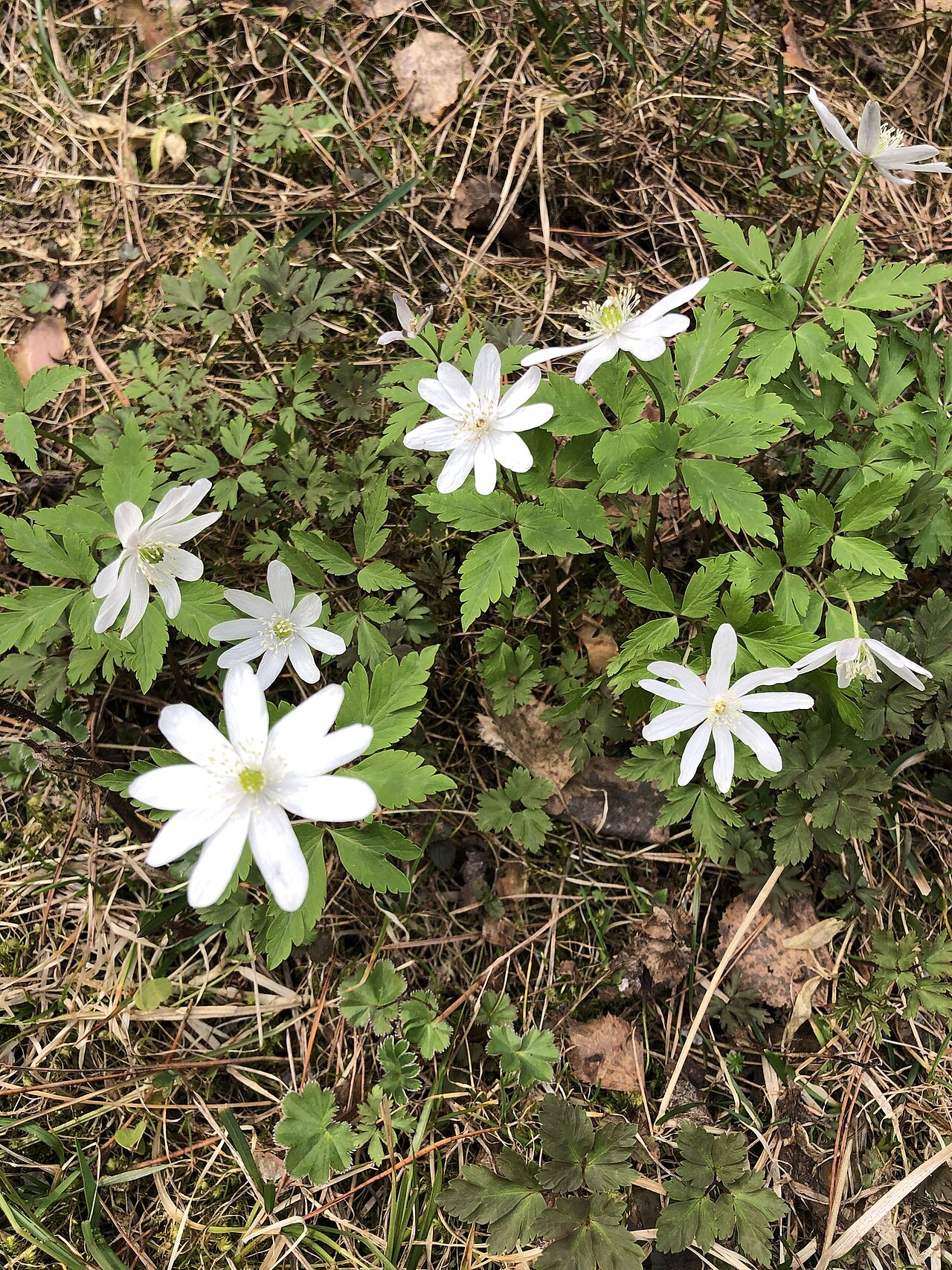 Anemonoides altaica: Anemonoides altaica