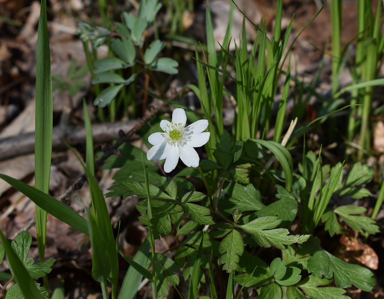 Anemonoides amurensis: Anemonoides amurensis