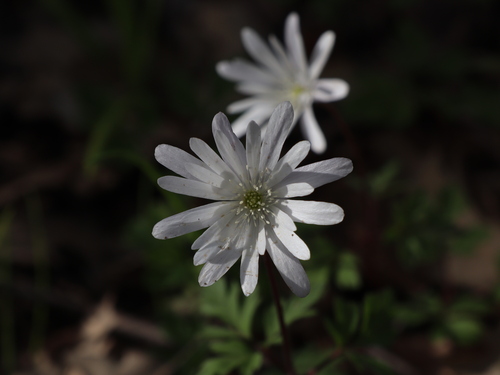 Anemonoides apennina (Anemonoides apennina)