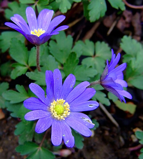 Balkan anemone: Anemone blanda