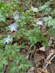 Anemonoides caucasica (Anemonoides caucasica)