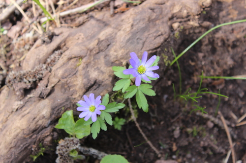 Anemonoides caucasica (Anemonoides caucasica)