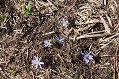 Anemonoides caucasica (Anemonoides caucasica)