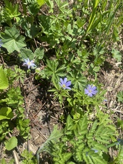 Anemonoides caucasica (Anemonoides caucasica)