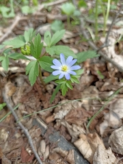 Anemonoides caucasica (Anemonoides caucasica)