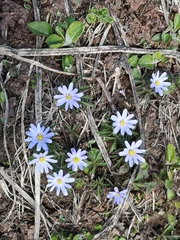 Anemonoides caucasica (Anemonoides caucasica)