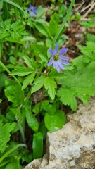 Anemonoides caucasica (Anemonoides caucasica)