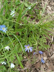 Anemonoides caucasica (Anemonoides caucasica)