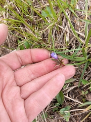 Anemonoides caucasica (Anemonoides caucasica)