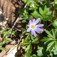 Anemonoides caucasica (Anemonoides caucasica)