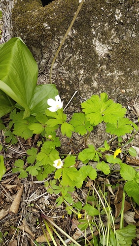 Anemonoides glabrata (Anemonoides glabrata)
