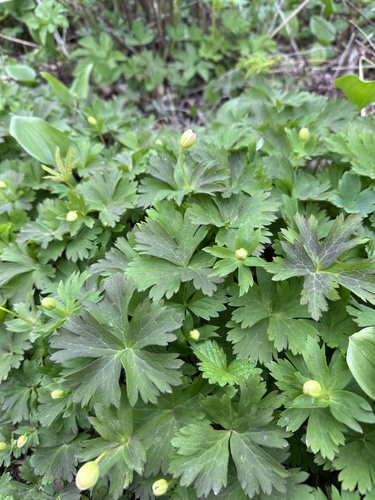 Anemonoides glabrata (Anemonoides glabrata)