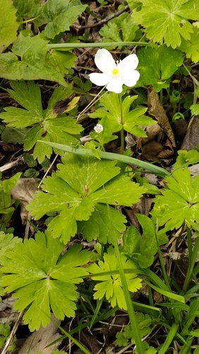 Anemonoides glabrata (Anemonoides glabrata)