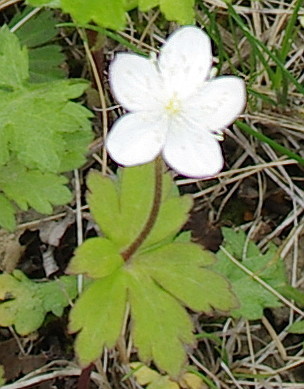 Anemonoides glabrata (Anemonoides glabrata)