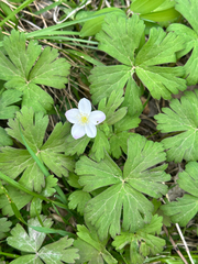 Anemonoides glabrata (Anemonoides glabrata)