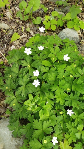 Anemonoides glabrata (Anemonoides glabrata)