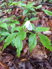 Mountain thimbleweed (Anemonoides lancifolia)