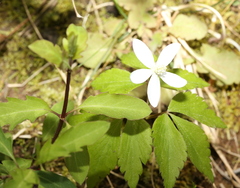 Mountain thimbleweed (Anemonoides lancifolia)