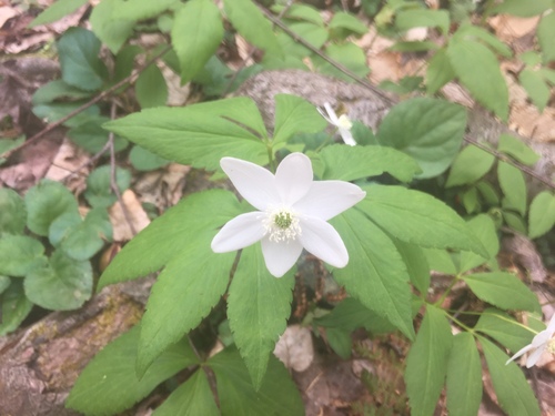 Mountain thimbleweed (Anemonoides lancifolia)