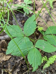 Mountain thimbleweed (Anemonoides lancifolia)