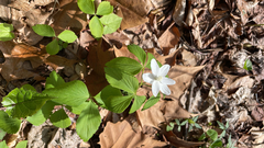 Mountain thimbleweed (Anemonoides lancifolia)