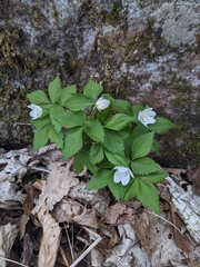 Mountain thimbleweed (Anemonoides lancifolia)