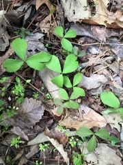 Mountain thimbleweed (Anemonoides lancifolia)