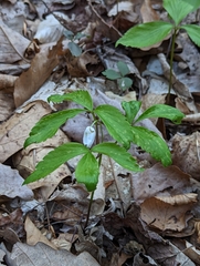 Mountain thimbleweed (Anemonoides lancifolia)