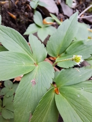 Mountain thimbleweed (Anemonoides lancifolia)