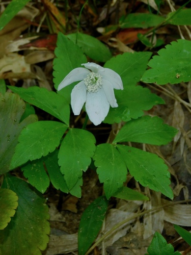 Mountain thimbleweed (Anemonoides lancifolia)