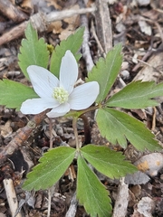 Mountain thimbleweed (Anemonoides lancifolia)