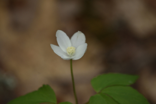 Mountain thimbleweed (Anemonoides lancifolia)