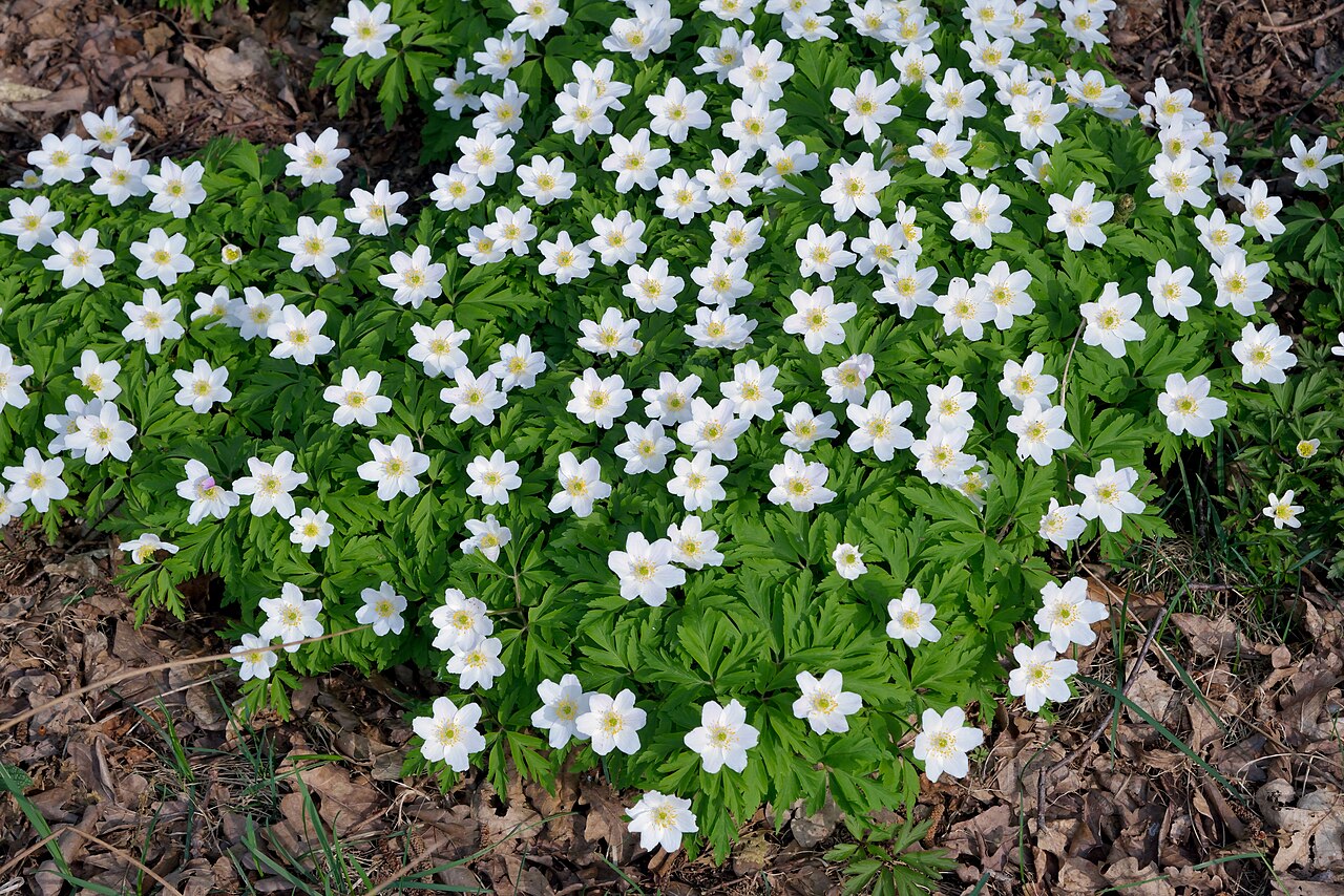 Anemonoides nemorosa: Anemone nemorosa