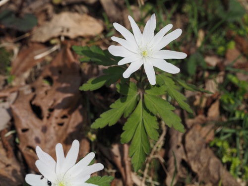 Anemonoides pseudoaltaica (Anemonoides pseudoaltaica)