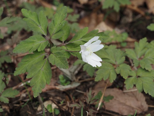 Anemonoides pseudoaltaica (Anemonoides pseudoaltaica)