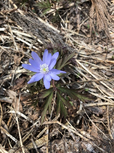 Anemonoides pseudoaltaica (Anemonoides pseudoaltaica)