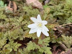 Anemonoides pseudoaltaica (Anemonoides pseudoaltaica)