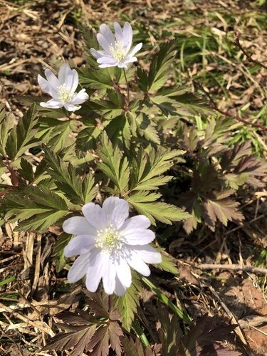 Anemonoides pseudoaltaica (Anemonoides pseudoaltaica)