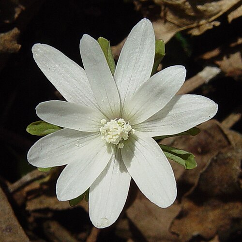 Anemonoides raddeana: Anemone raddeana , in Mount Fujiwara, Inabe, Mie prefecture, Japan.