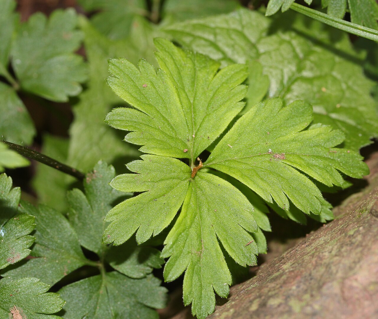 Anemonoides stolonifera: Anemone stolonifera in Mount Hijiri (Akaishi Mountins), Iida, Nagano Prefecture, Japan.