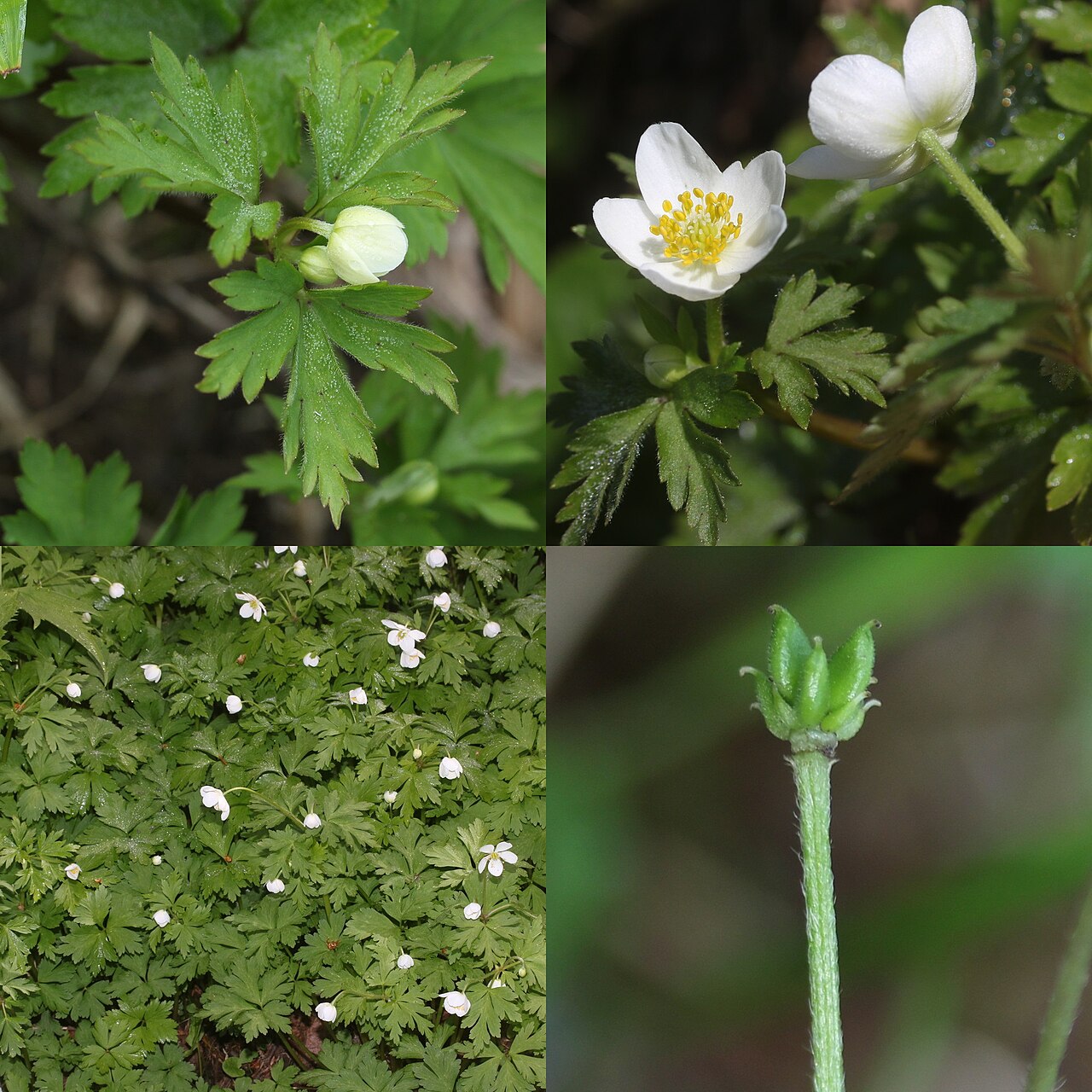 Anemonoides stolonifera: Montage of Anemone stolonifera in Japan.