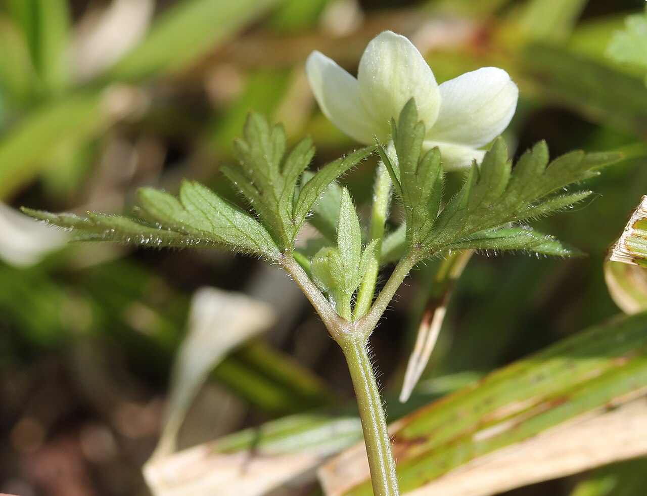 Anemonoides stolonifera: Anemone stolonifera in Mount Sannomine (Ryōhaku Mountains), Ōno, Fukui Prefecture, Japan.