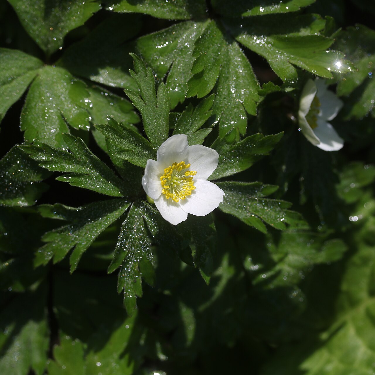 Anemonoides stolonifera: Anemone stolonifera in Mount Sannomine (Ryōhaku Mountains), Ōno, Fukui Prefecture, Japan.